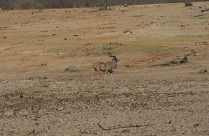 30 Kudu