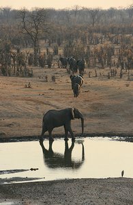 70 Elephants