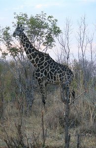 40 Giraffe
