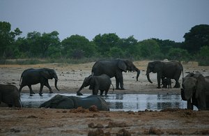 41 Elephants