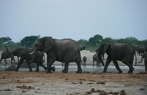42 Elephants