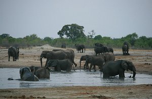 44 Elephants