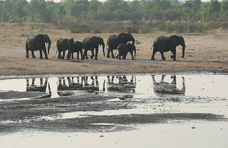 08 Elephants