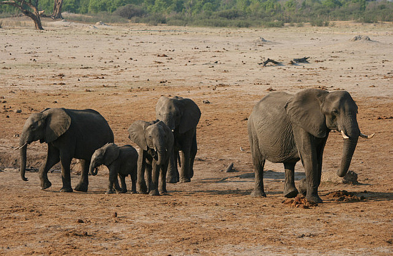 17 Elephants