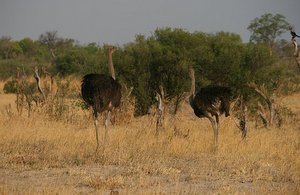 45 Ostriches