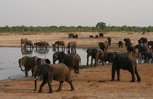 53 Elephant Activities