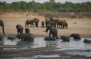 64 Elephants