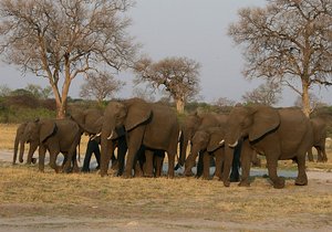 30 Elephants