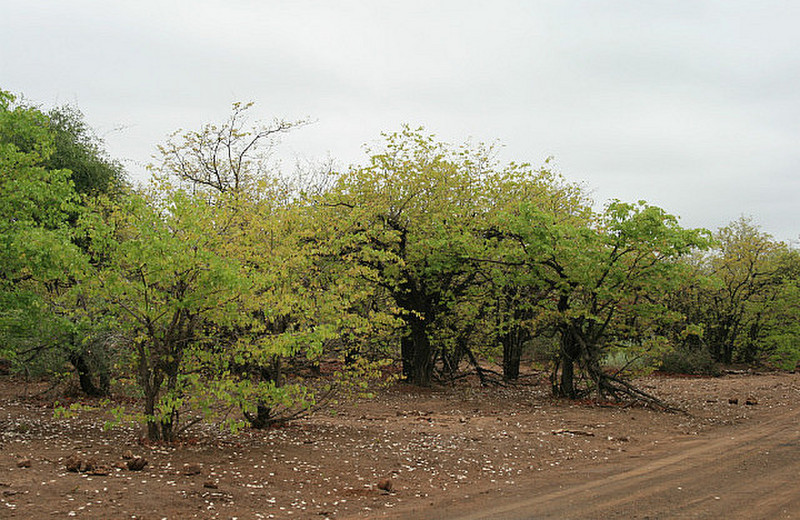19 Mopane Trees