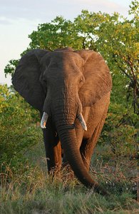 55 Adult Elephant