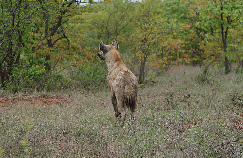 18 Spotted Hyena