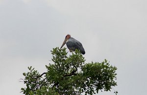 44 Marabou Stork