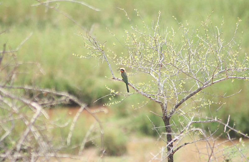 13 Bee Eater