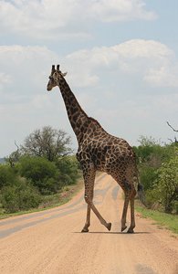 24 Giraffe