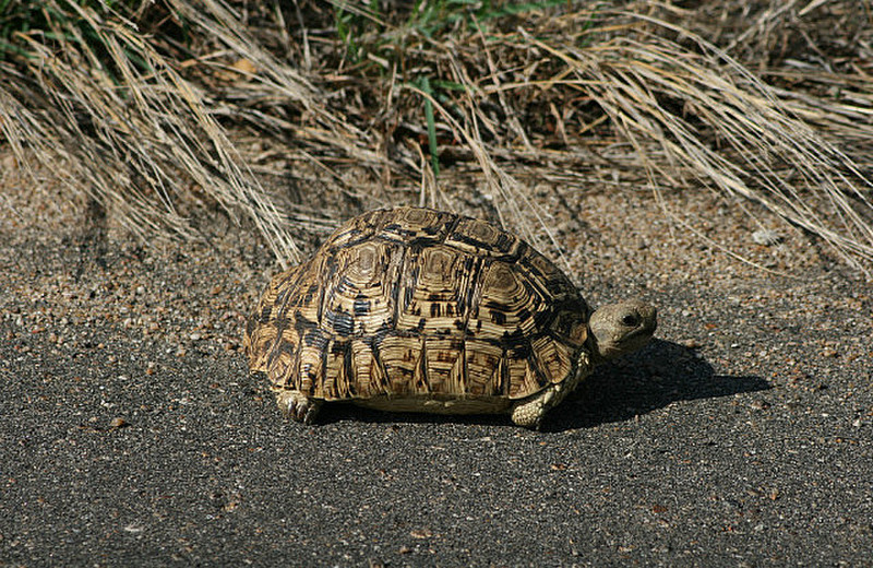03 Tortoise
