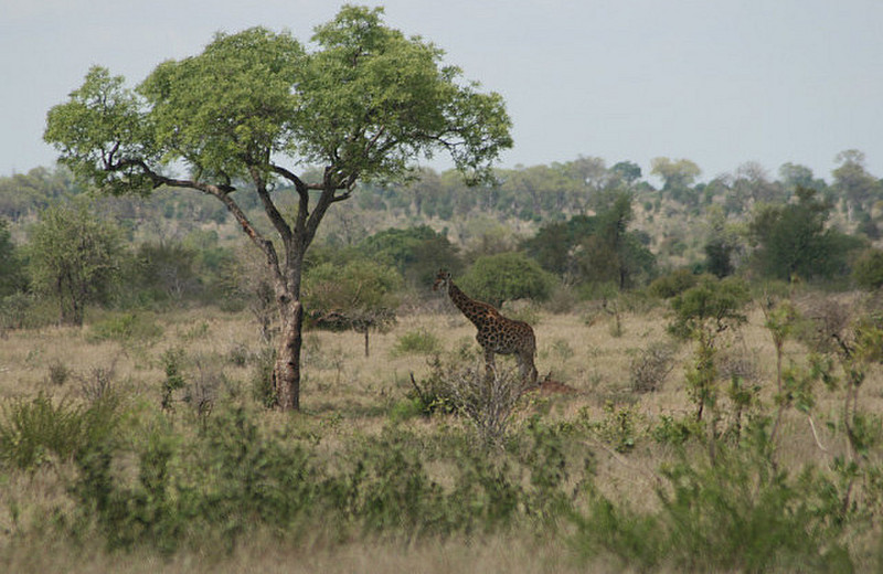 08 Giraffe
