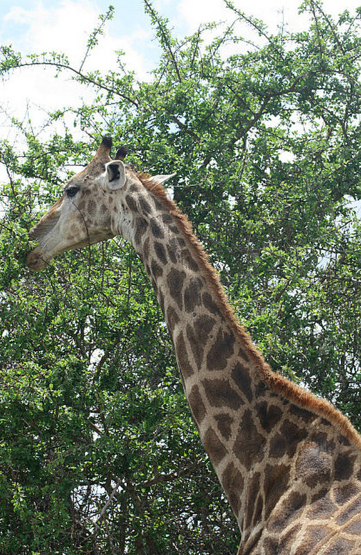15 Giraffe
