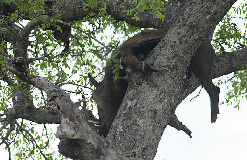 16 Warthog up a Tree
