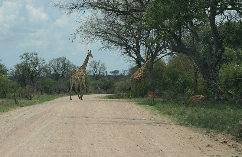 17 Giraffe &amp; Impalas