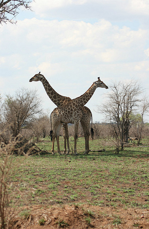 29 Giraffe