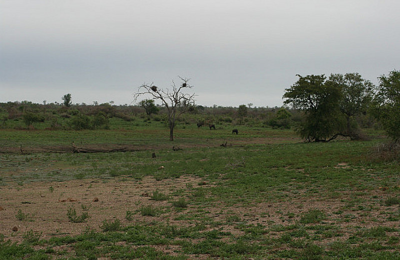 08 Wildebeest