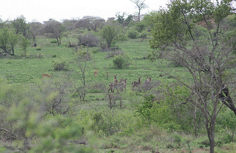 20 Antelope