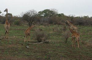 28 Giraffe