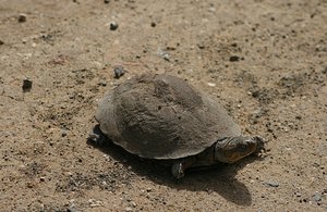 32 Tortoise