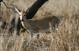 44 Steenbok