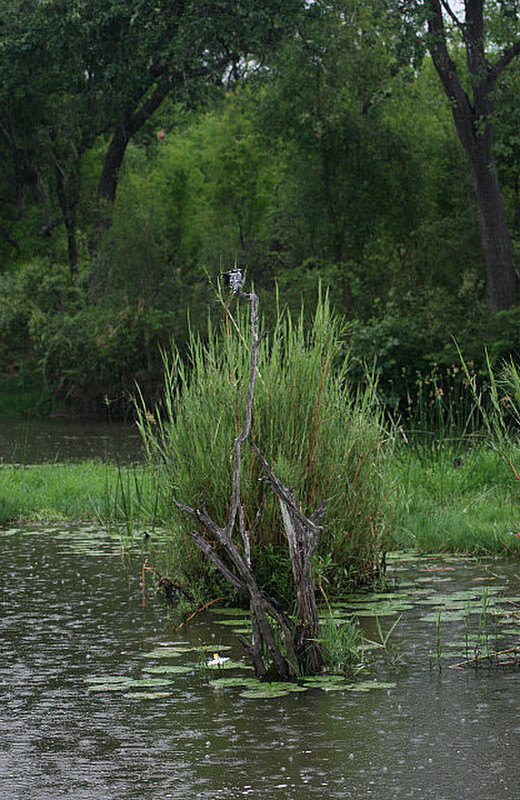 03 Bird on a Branch