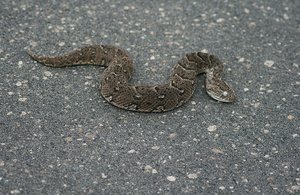 31 Dead Snake