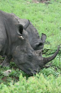 43 Rhinos