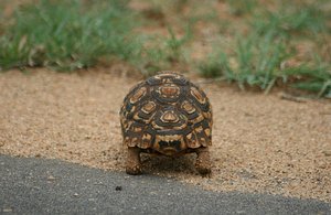 01 Tortoise