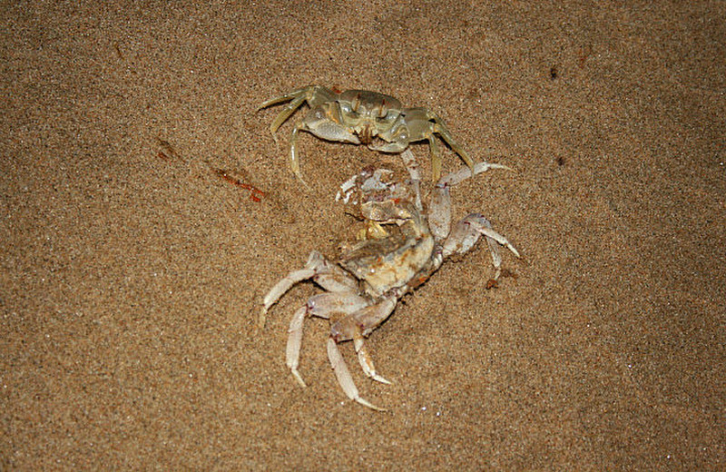 01 Crabs