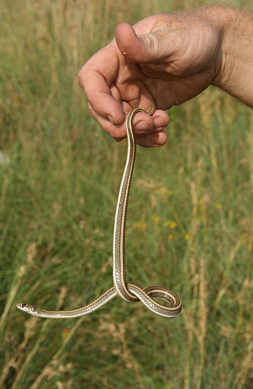 09 Thin Snake