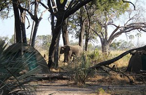 47 Elephant in Camp