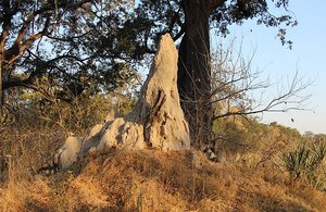 63 Termite Mound