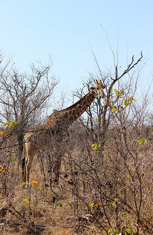 04 Giraffe