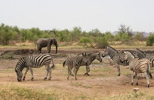 42 Zebra and Bull