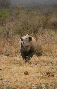 51 Black Rhino
