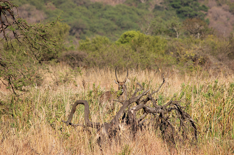 22 Waterbuck