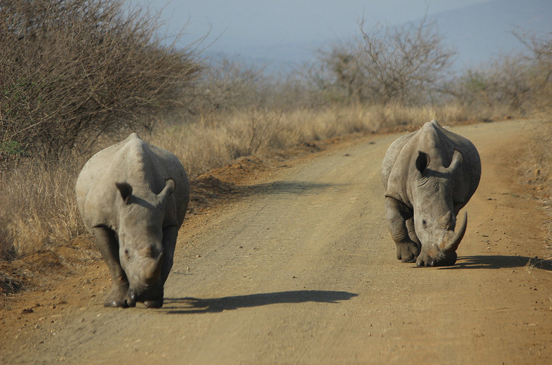 18 White Rhinos