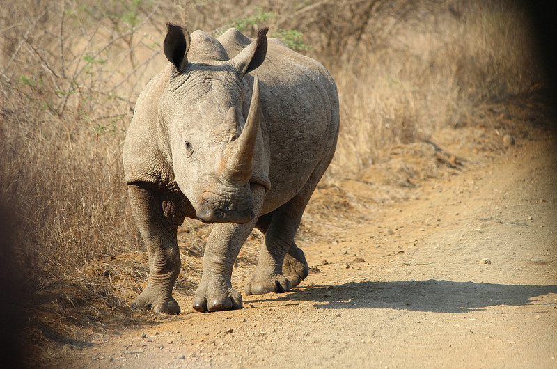 19 Rhino