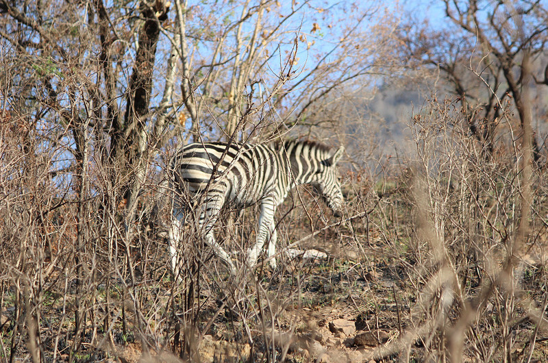 15 Zebra