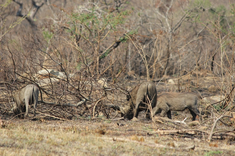 21 Warthogs