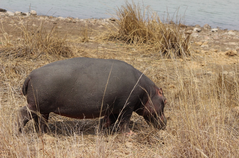 06 Hippo