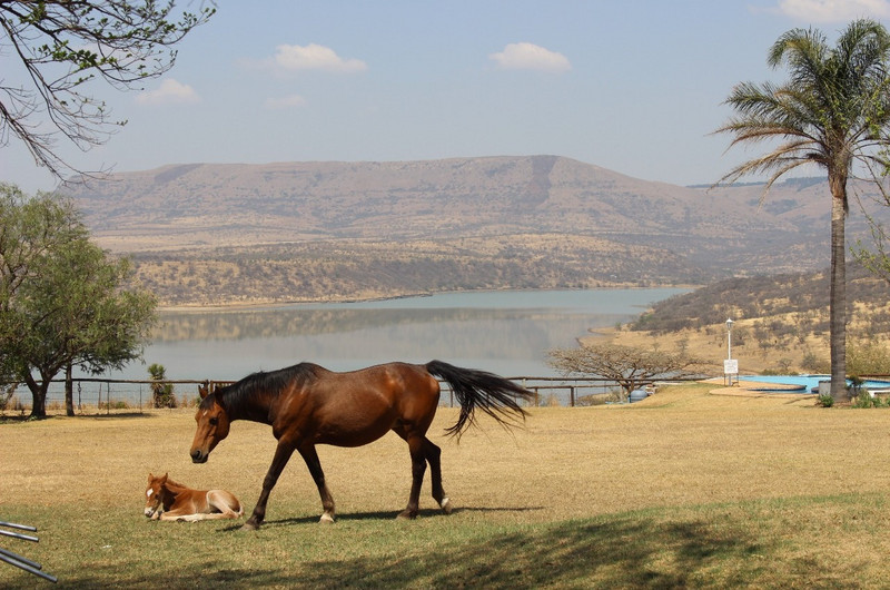 13 Mother &amp; Foal