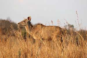 38 Kudu 