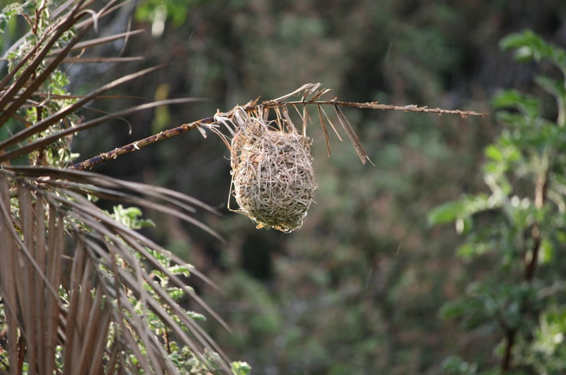04 Hanging Nest