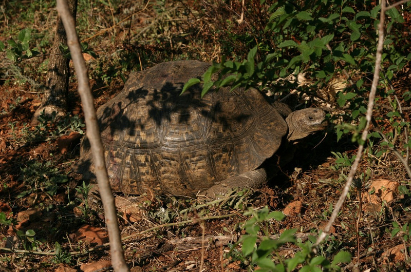 05 Tortoise 